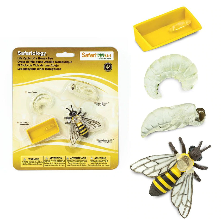 Honey Bee Lifecycle Embedded Specimen Paperweight – Clear Resin Educational Display For Science Classrooms & Taxidermy